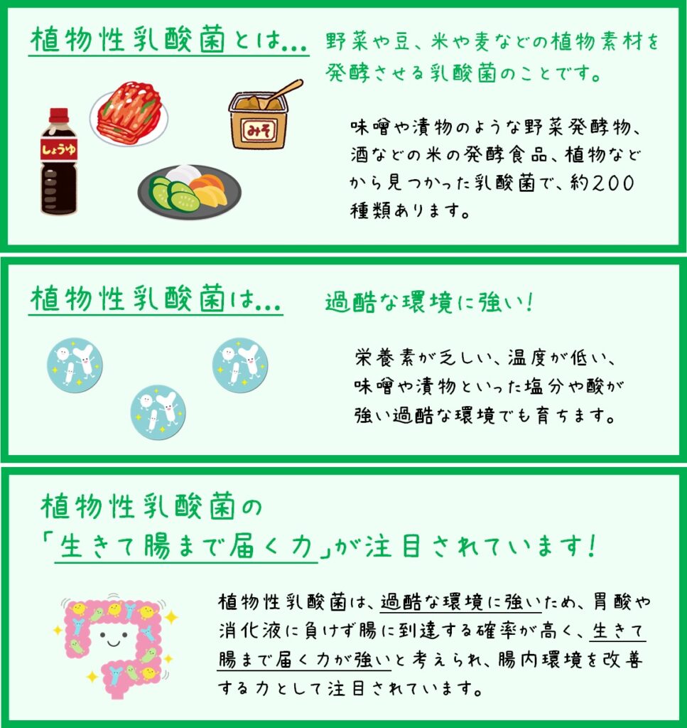 植物性乳酸菌についてご存じですか？